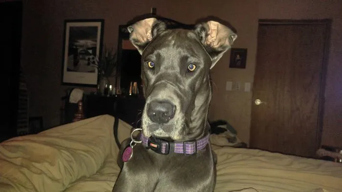 I Don't Know What You're Talking About...i Didn't Chew It Up.