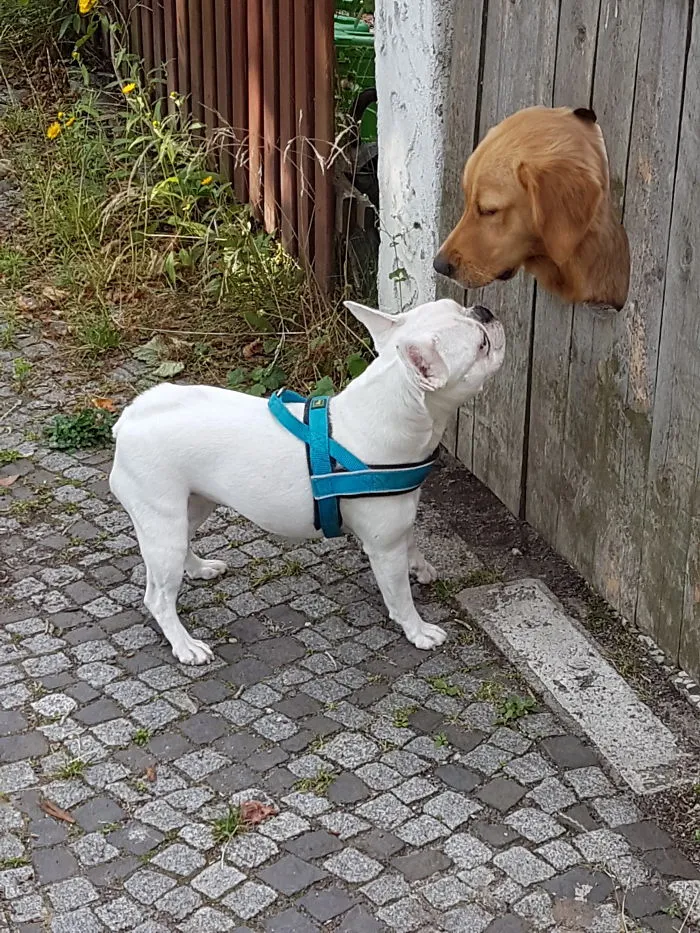 Damn Bully, Get Off My Lawn! :)