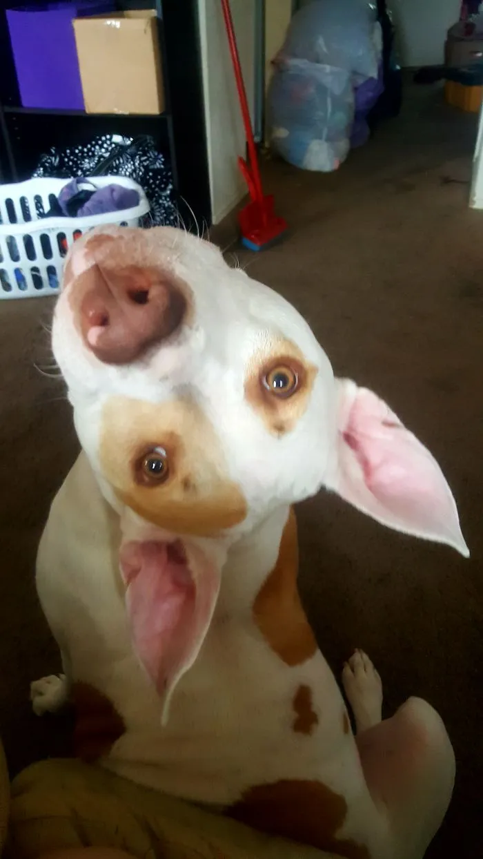 This Is How She Begs For A Treat.  Or A Noodle.  Or A Chip.