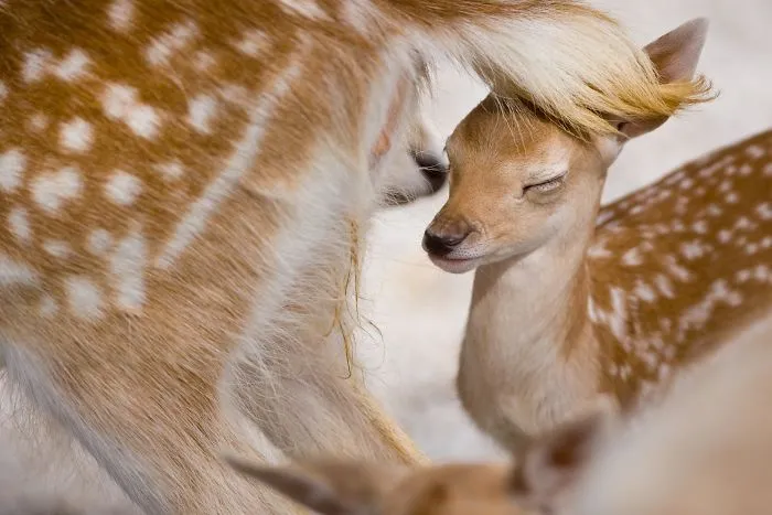 Mother-the Word That Screams Unconditional Love In The World Of Any Being