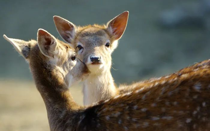 Sometimes Animals Are More Loving Than Humans, And I Photographed Them To Prove It