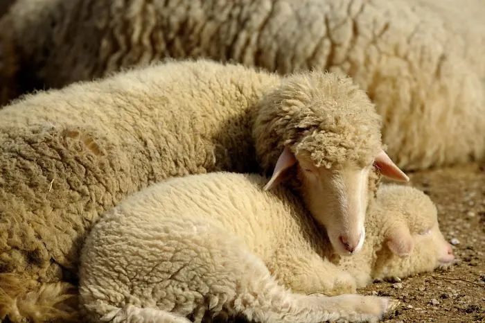 Mother-the Word That Screams Unconditional Love In The World Of Any Being
