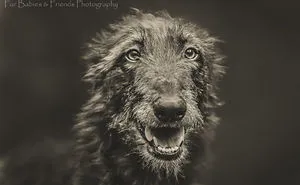 Dogspressions: I Capture Dogs Showing Expressions