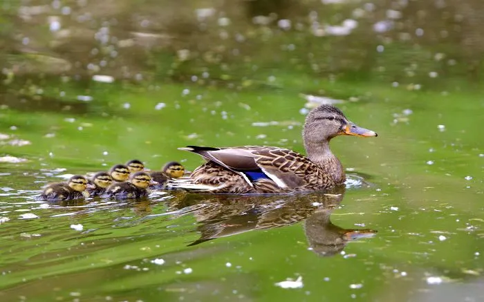 Mother-the Word That Screams Unconditional Love In The World Of Any Being