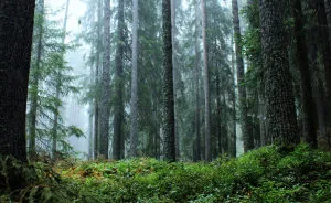 27 (Natural) Reasons Why You Shouldn't Visit This Specific Part Of Sweden