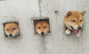 These Shiba Are Sticking Their Heads Out For Attention And It's The Cutest Thing Ever