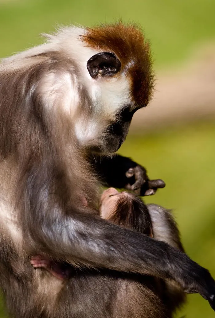 Mother-the Word That Screams Unconditional Love In The World Of Any Being