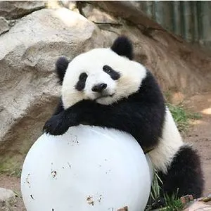 Lazy Panda