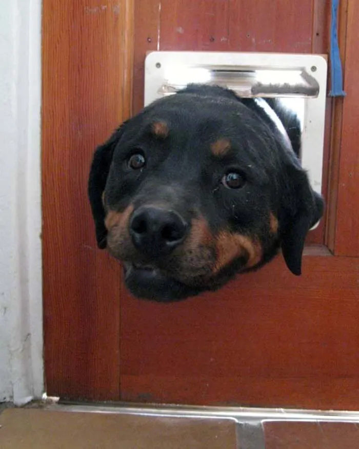 Hi