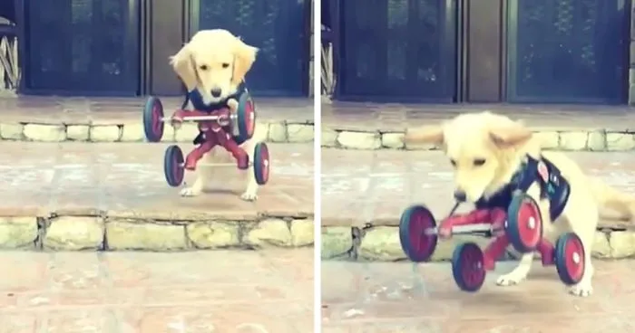 Two-Legged Dog Who Was Abandoned By Previous Owners Finally Gets Love... And A Few Wheels!