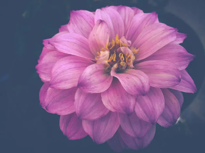 Real Artists, Real Stories: Mother, Photographer & Lupus Advocate