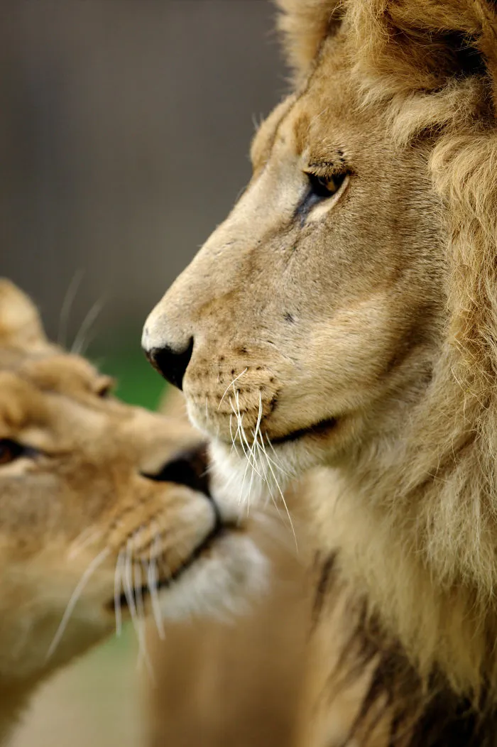 Sometimes Animals Are More Loving Than Humans, And I Photographed Them To Prove It