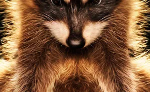I Got To Photograph The Cutest Creature Alive.