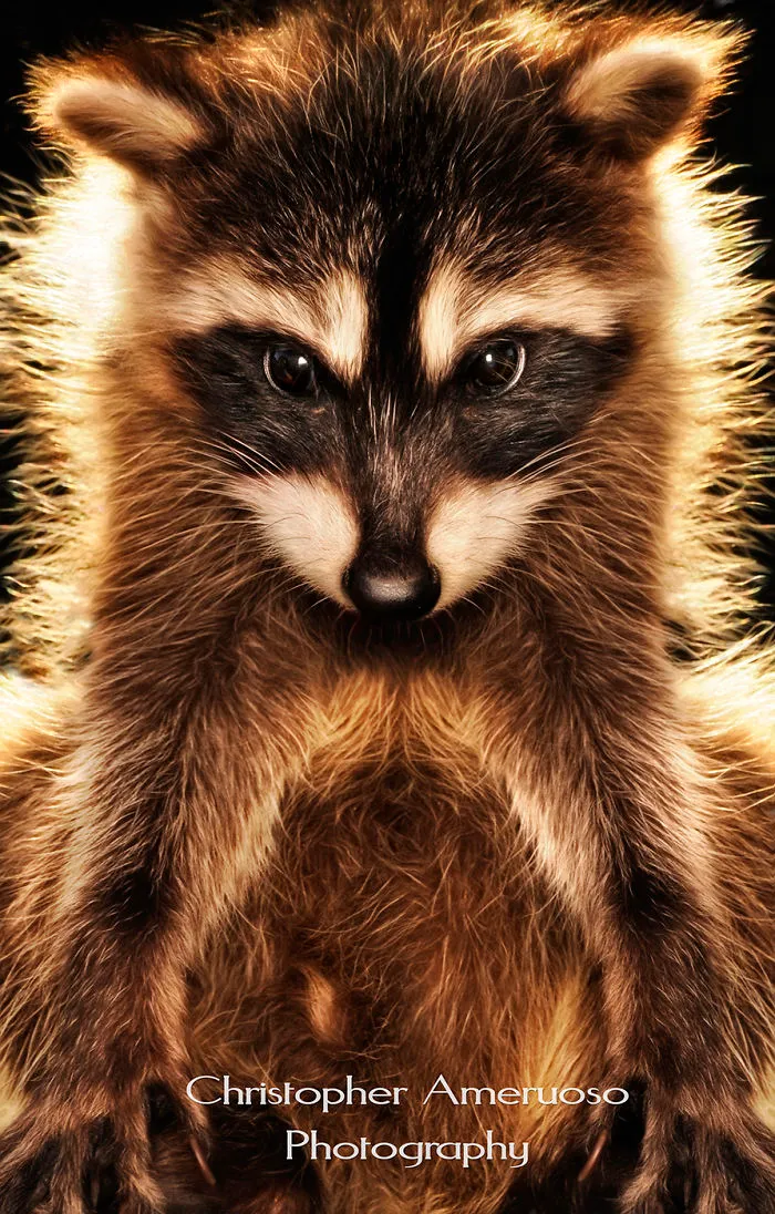 I Got To Photograph The Cutest Creature Alive.