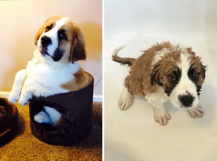Before Vs. After Bath