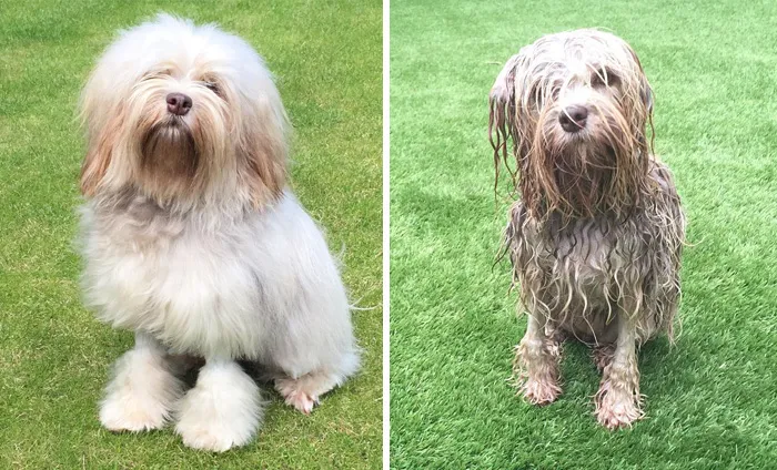 Before Vs. After Bath