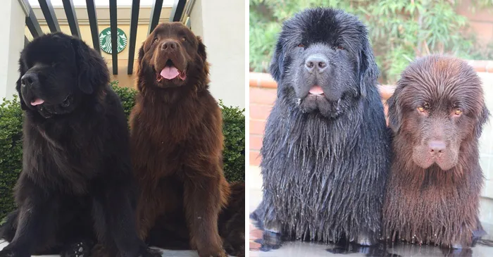 Before Vs. After Bath
