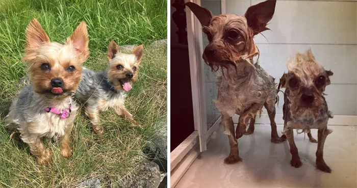 Before Vs. After Bath