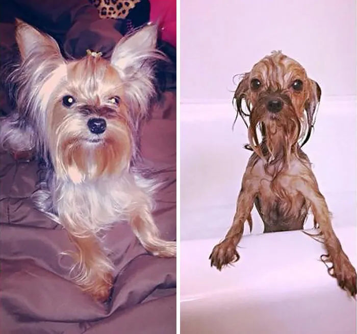 Before Vs. After Bath