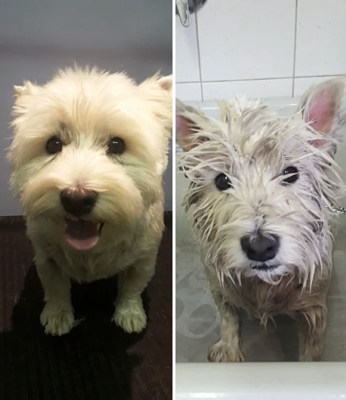 Before Vs. After Bath