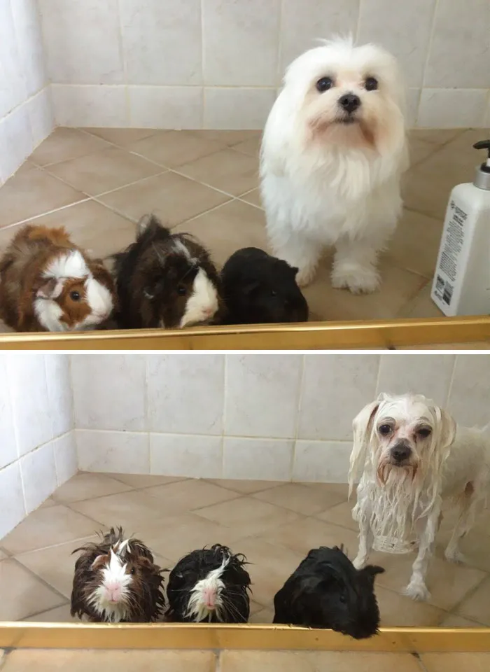 Before Vs. After Bath