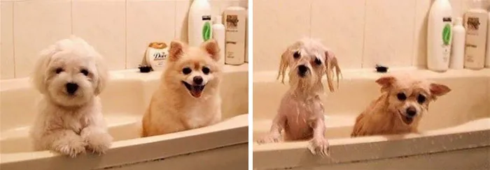 Before Vs. After Bath