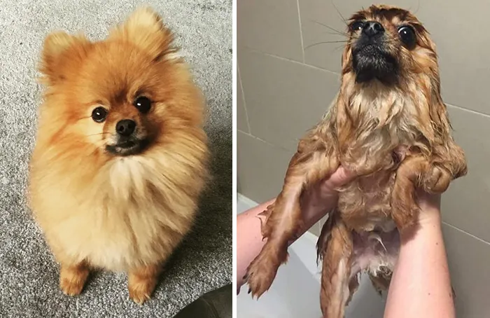 Before Vs. After Bath