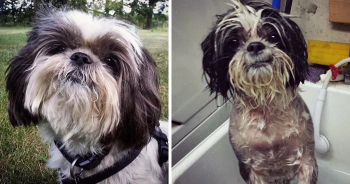 Before Vs. After Bath
