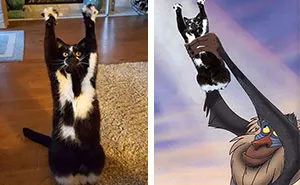 Photoshop The Real Reason Why This Cat Stands On Its Legs With Paws Up