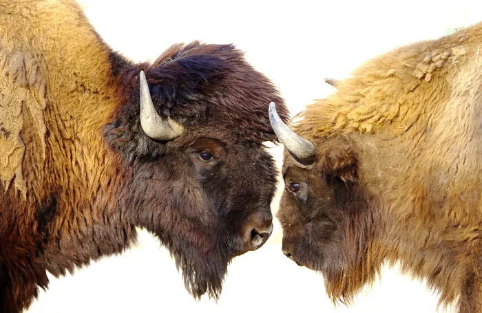 Sometimes Animals Are More Loving Than Humans, And I Photographed Them To Prove It