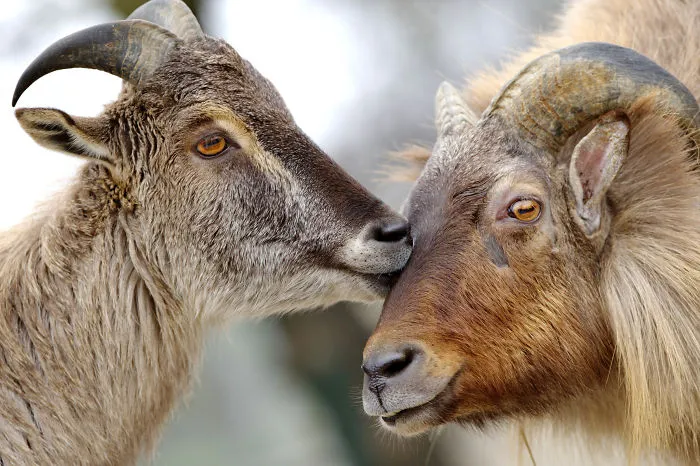 Sometimes Animals Are More Loving Than Humans, And I Photographed Them To Prove It