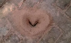 Amazing Ant Colony Love Symbol