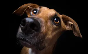 From Street Life To Sweet Life: I'm Spokkel, A Dog That Was Rescued From Spanish Fields