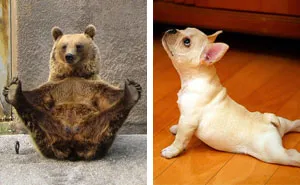 104 Animals That Do Yoga Better Than You