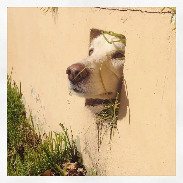 Hi! Just Checking Who's There...