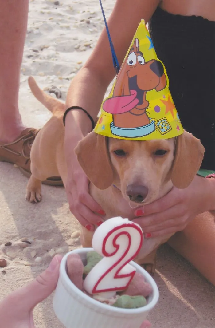 Party On The Beach -  Augie-dog