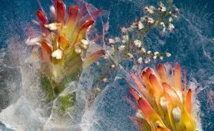 I Take Photos Of Frozen Flowers