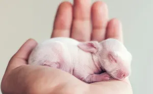 I Did A Newborn Photo Shoot With My Baby Bunny