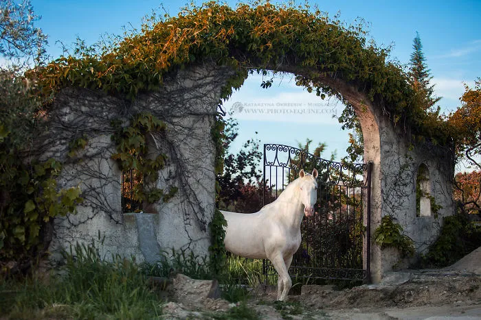 Gate To The Gardens Of Eden