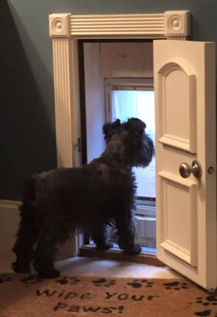 My Baby Bailey Marie Wishing The Rain Would Stop So She Can Use Her New Dog Door
