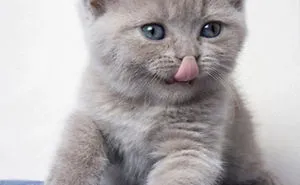 91 Cute Cats To Make Your Heart Melt