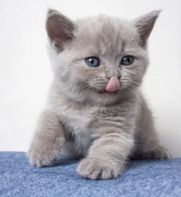 Yummy Nose