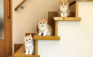 91 Cute Cats To Make Your Heart Melt