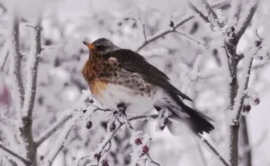 Secret Life Of Birds Or How I Spend Couple Of Years Capturing Them!