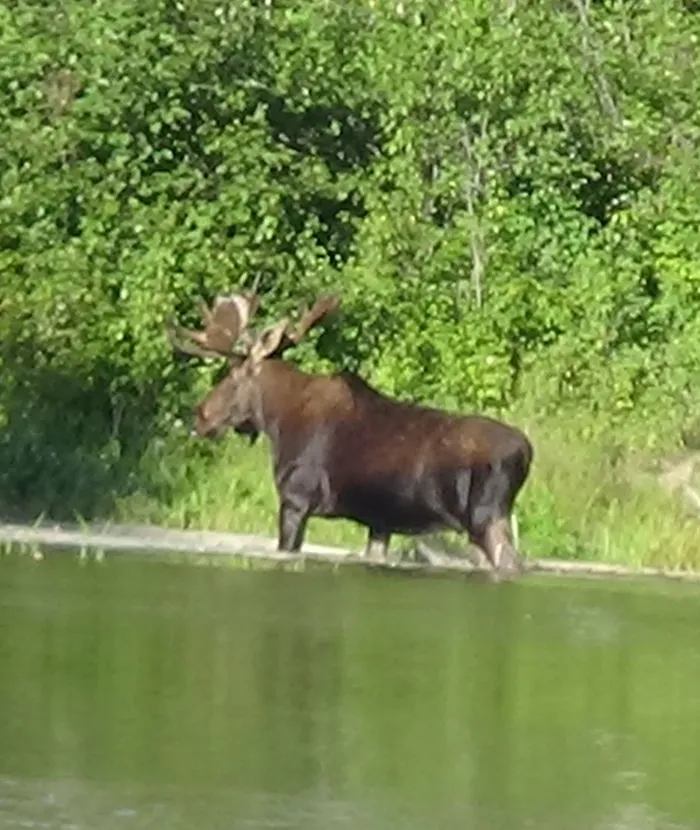 Moosing Around