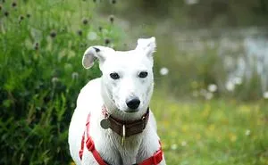 Todd Has Been In Kennels 200 Days And Counting