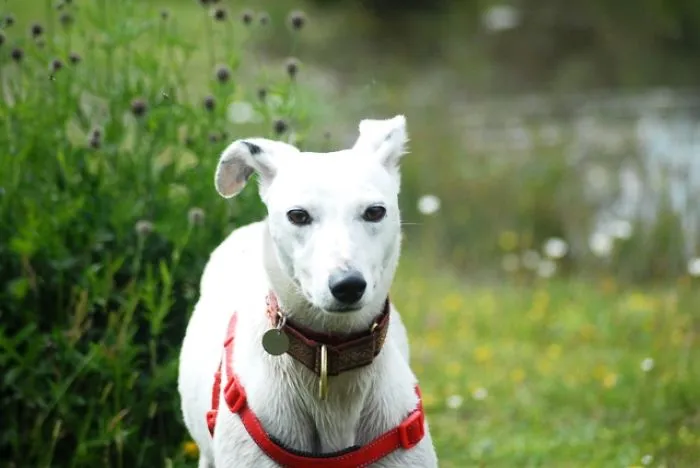 Todd Has Been In Kennels 200 Days And Counting