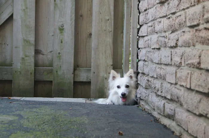 Lucy The American Eskimo Says Hi To Everyone That Walks By. Rob Spicer