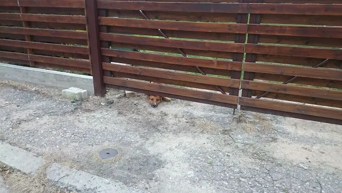Curious Dog In Trakai