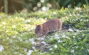 I've Been Stalking Two Little City Mouses For Days To Capture Them Playing